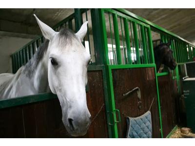 Paardenaccommodatie als onderdeel van de eigen woning?